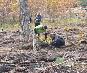 Mieszkańcy dla natury! Tak sadzili las pod Bydgoszczą
