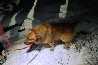 Pies wpadł do kilkunastometrowej szczeliny w górach. Spędził tam kilka godzin! Interweniował GOPR