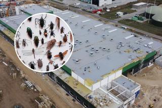 W Lubuskiem powstaje ogromna fabryka owadów! Z insektów powstanie białko i olej