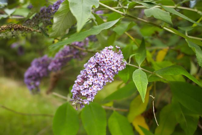 Budleja Dawida (Buddleja davidii) 