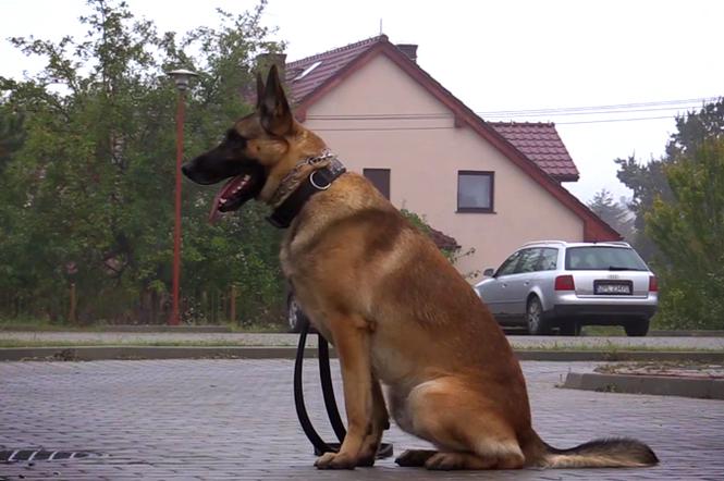 Baster - pies bohater z Polic