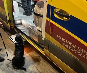 Bohaterski pies z Wrocławia uratował swojego 71-letniego pana
