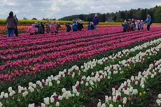 Gospodarstwo Świętokrzyskie tulipany