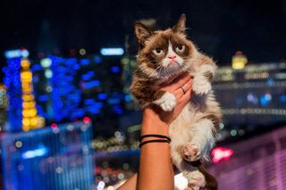 Kot BOGACZ w dwa lata zarobił 100 mln. dolarów!