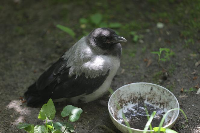 Ptaki na warszawskich osiedlach są często dokarmiane przez mieszkańców. 