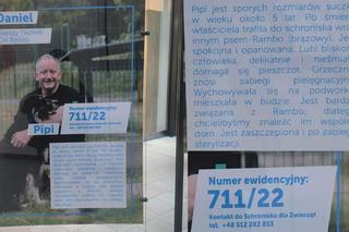 Pod zdjęciem znajdują się podstawowe informacje. Imię czworonoga, wiek, a także historia