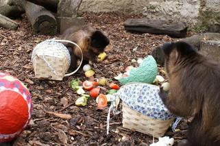 Łódzki Ogród Zoologiczny ma propozycję na święta. To będzie Wielkanoc z jajem!