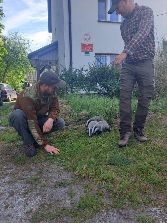 Ich mama została rozjechana przez samochód. Trójka maluszków błąkała się po okolicy