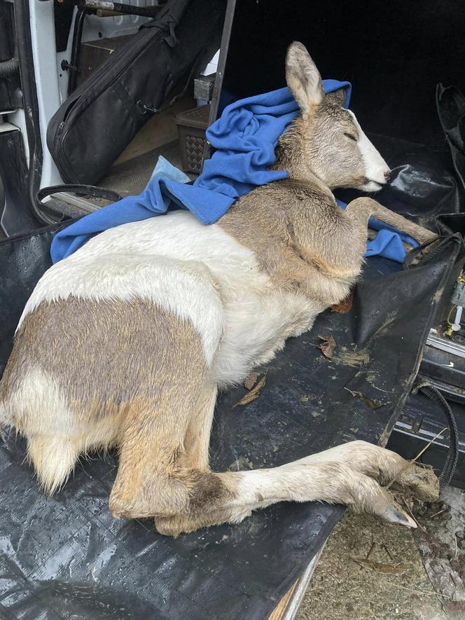 Nietypowa, łaciata sarna w bielskim ośrodku „Mysikrólik". Trafiła tam z objawami zatrucia