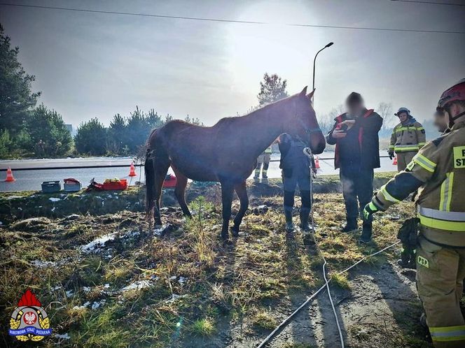 Imielin: Strażacy ratowali konia. Zwierzę wpadło do rowu i nie mogło się wydostać