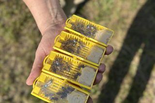 Koksownia Bytom jest nazywana fabryką chmur. Teraz produkuje też pszczoły. Ma własną pasiekę