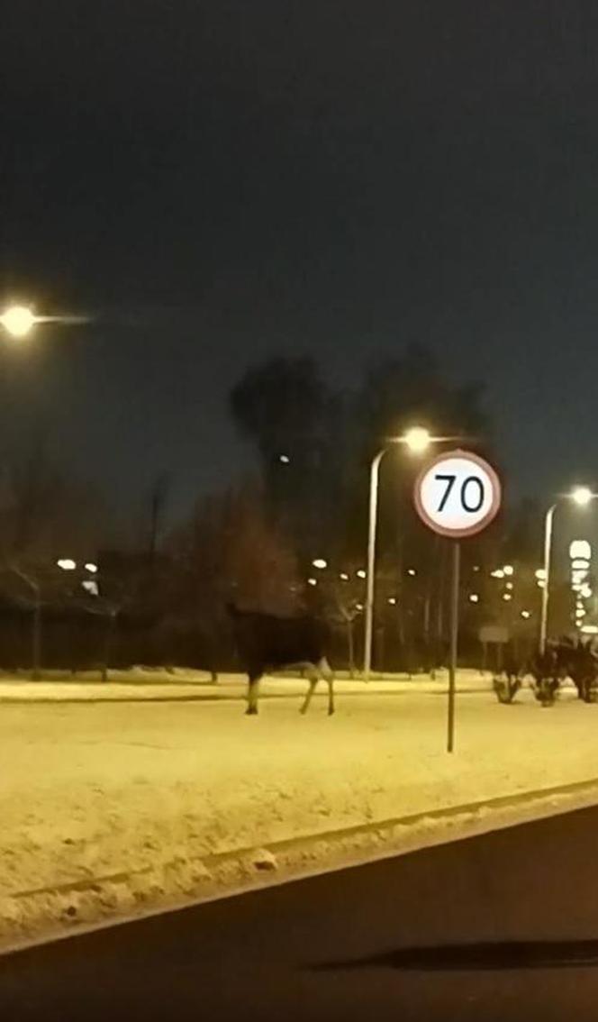 Łosie w środku Białegostoku. Biegały przy Auchan. Doszło do zderzenia