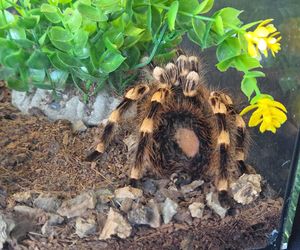 Węże, pająki i dreszczyk emocji w Bydgoszczy! Dragon Expo zachwyciło odwiedzających