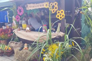 Dożynki w Biskupcu 2023. Tłumy bawiły się na święcie plonów. Zobaczcie zdjęcia!