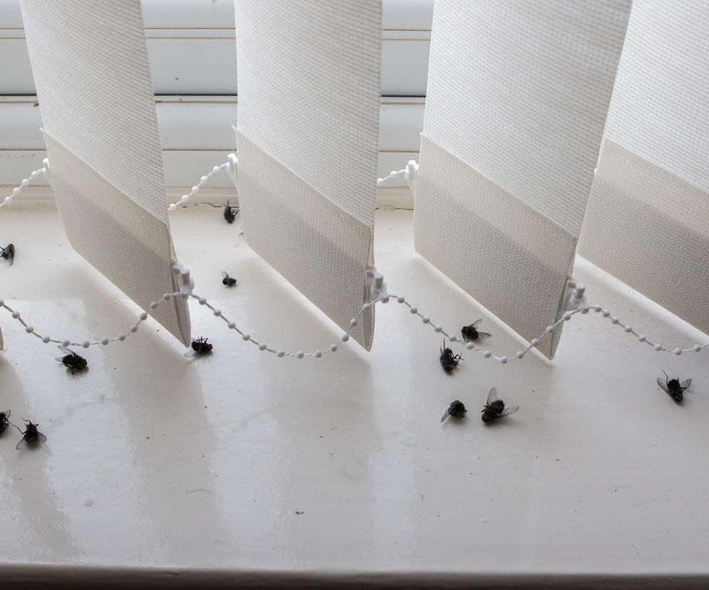 Sposób na muchy w domu