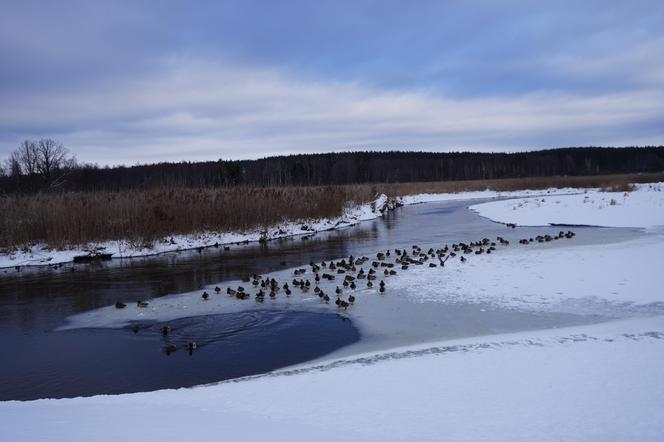 Idealne miejsce na zimowy wypoczynek na Podlasiu. To uzdrowisko robi furorę! Przyjeżdżają nawet Niemcy