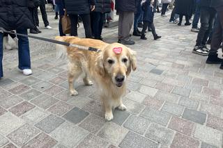 Golden Retriever WOŚP 2024 w Poznaniu. Psiaki też zbierają na dzieciaki. Kwesta na WOŚP i pokazy Golden Retrieverów 