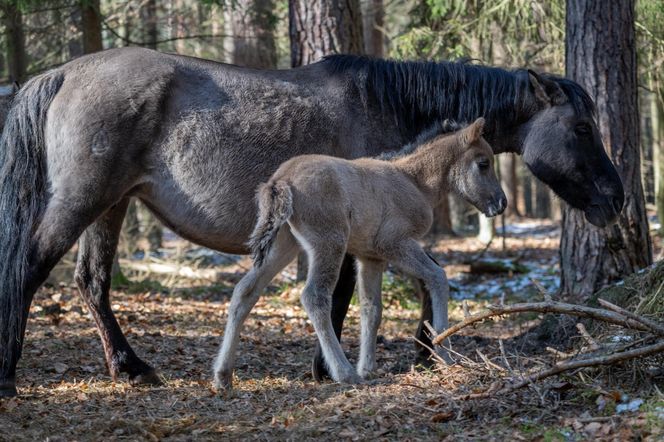 Pierwsze źrebięta konika polskiego w hodowli rezerwatowej RPN w 2025 r.