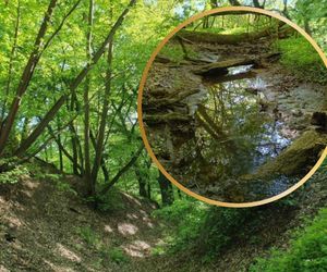 Nowy rezerwat na pamiątkę tego, kto jako pierwszy postawił się Krzyżakom! Co można podziwiać na „Zboczach Świętopełka”? Jak tam dotrzeć? 