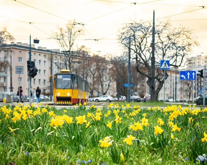 Żonkile zakwitły w Warszawie