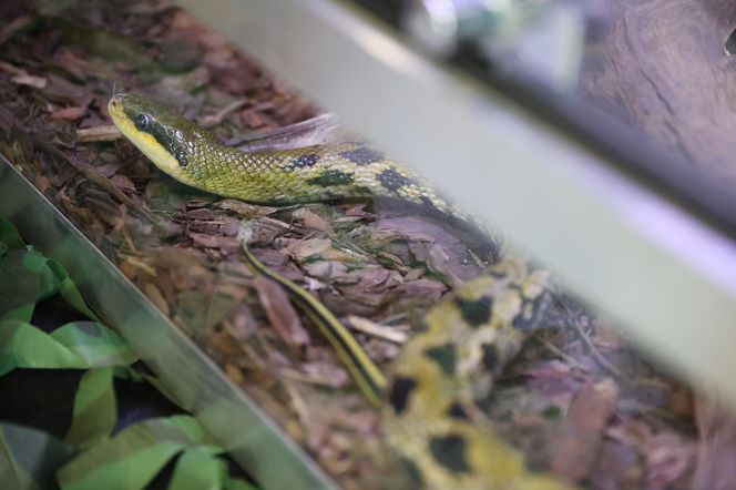 ZooPark ponownie przyciągnął do Targów Lublin tłumy miłośników zwierząt