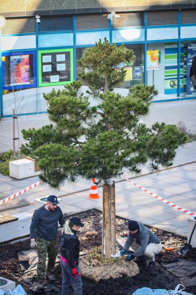 Centrum Sosnowca ma nową sosnę. To symbol miasta