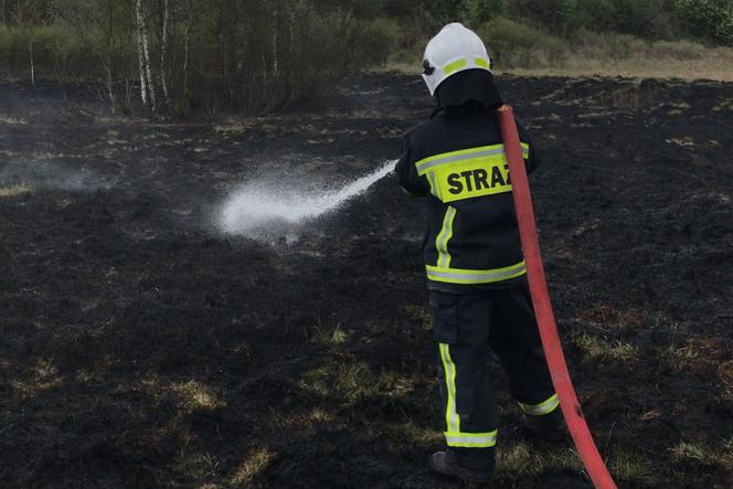  Paliły się łąki przy lesie Winiarskim w Kaliszu 