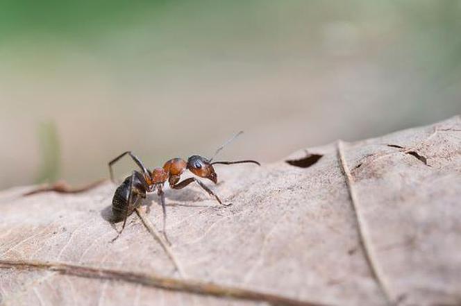 Formica rufa