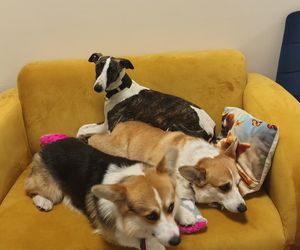 Pierwsza w Polsce kawiarnia z psami Corgi