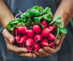 Rzodkiewka – właściwości, witaminy, wartości odżywcze. Czy rzodkiewka jest zdrowa?