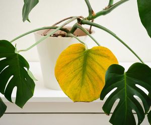 Monstera