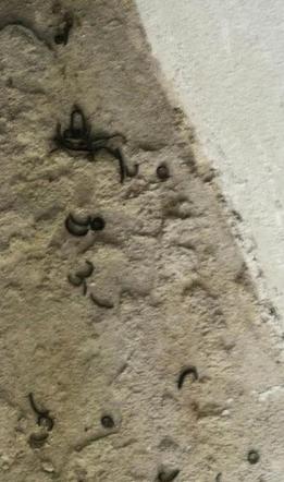 Krocionogi nie dają żyć mieszkańcom Strzemieszyc