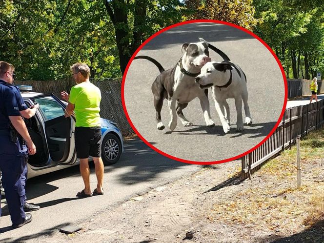 Agresywne psy atakują w dzielnicy Kamień