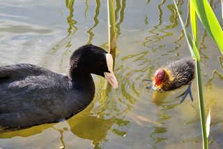 Ptasi Bufet nad bydgoskim Balatonem. Tak mieszkańcy karmią z głową!