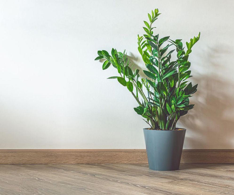 Zamiokulkas zamiolistny (Zamioculcas zamiifolia)