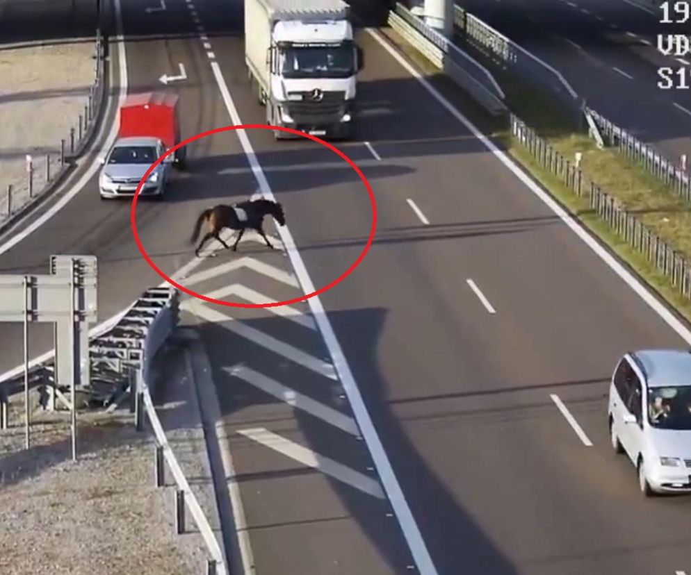 Koń bez jeźdźca wbiegł na S17 na węźle Lublin Szerokie