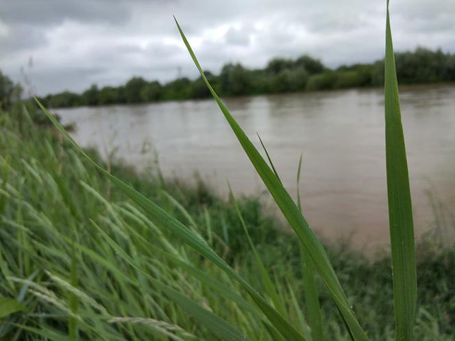 Wysoki Dunajec pod Tarnowem! Biała przy Azotach też przybiera