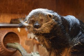 Nowi mieszkańcy ZOO w Poznaniu. To DRAPIEŻNE ssaki! [WIDEO]