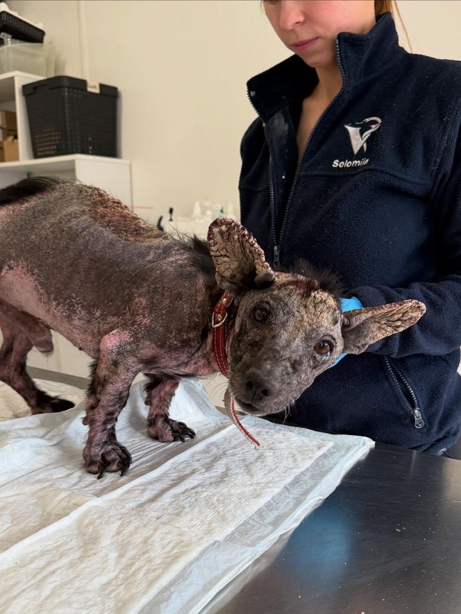 Studentka prawa nie pomogła psu