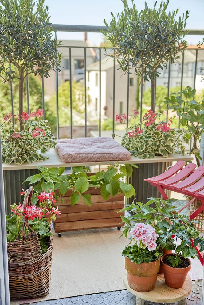 Pelargonia na balkonie