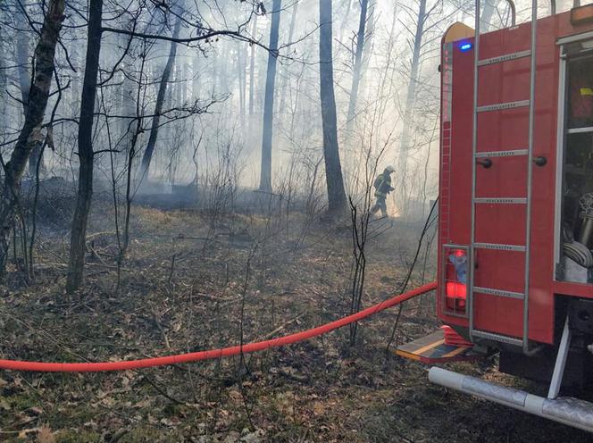 Gigantyczny pożar lasu pod Wołominem