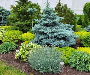 Kiedy najlepiej przyciąć świerki? [Porada eksperta]