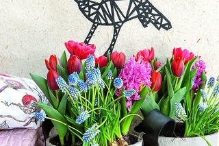 Kompozycje z wiosennych roślin cebulowych