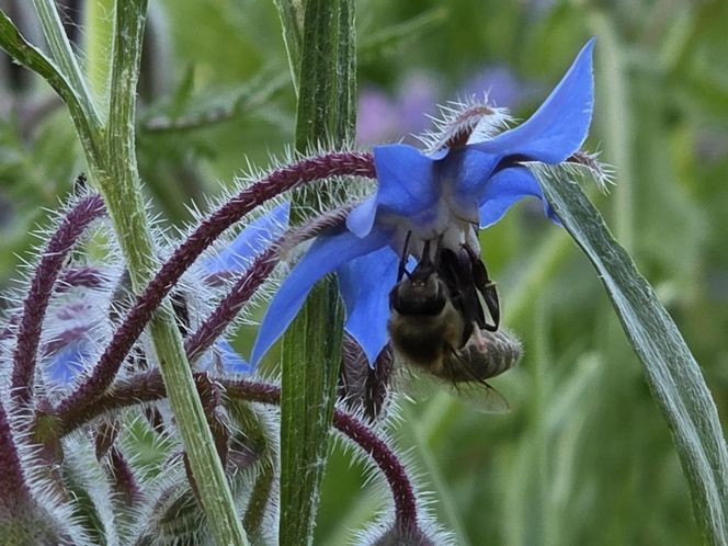 Łąki kwietne na Podkarpaciu