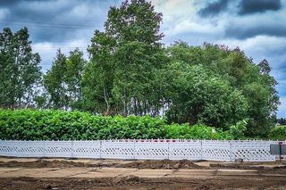 Rdestowiec na budowie Trasy Północnej