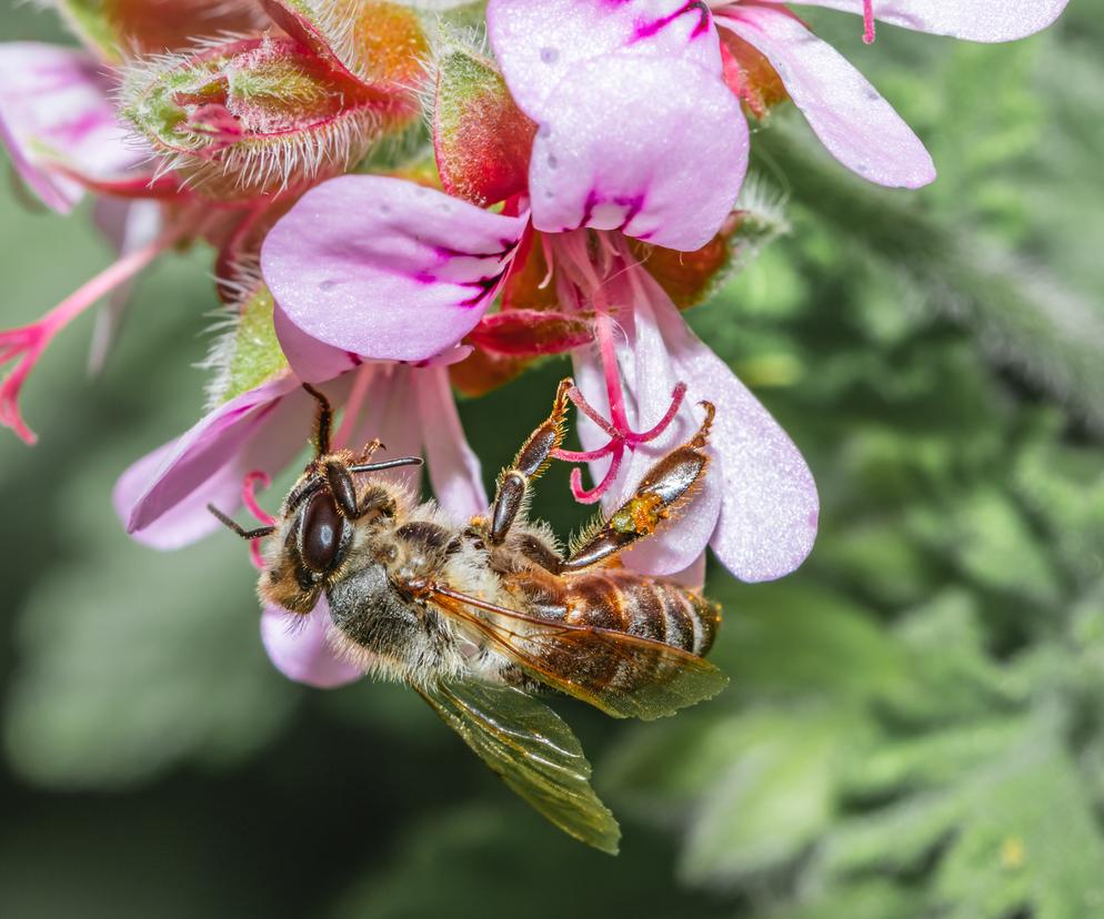 Pelargonia i pszczoła
