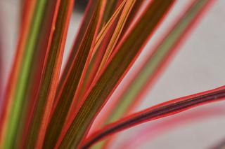 Dracena obrzeżona, Dracena marginata