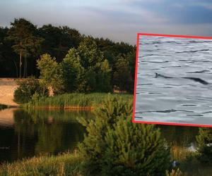 Pływające węże w Polsce. Widzisz takiego? Lepiej wyjdź z wody 