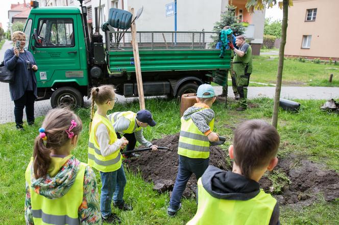 Mieszkańcy Katowic po raz kolejny będą sadzić drzewa za pośrednictwem aplikacji