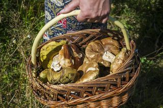 Gdzie na grzyby 2025? Oto najlepsze miejsca w Polsce!